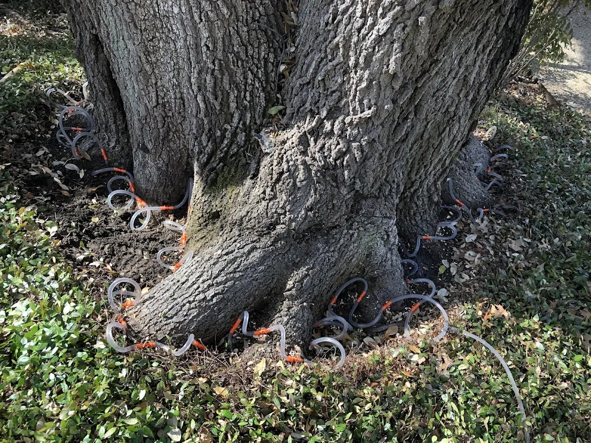 Detailed Tree Cabling and Bracing job site in North Norwich