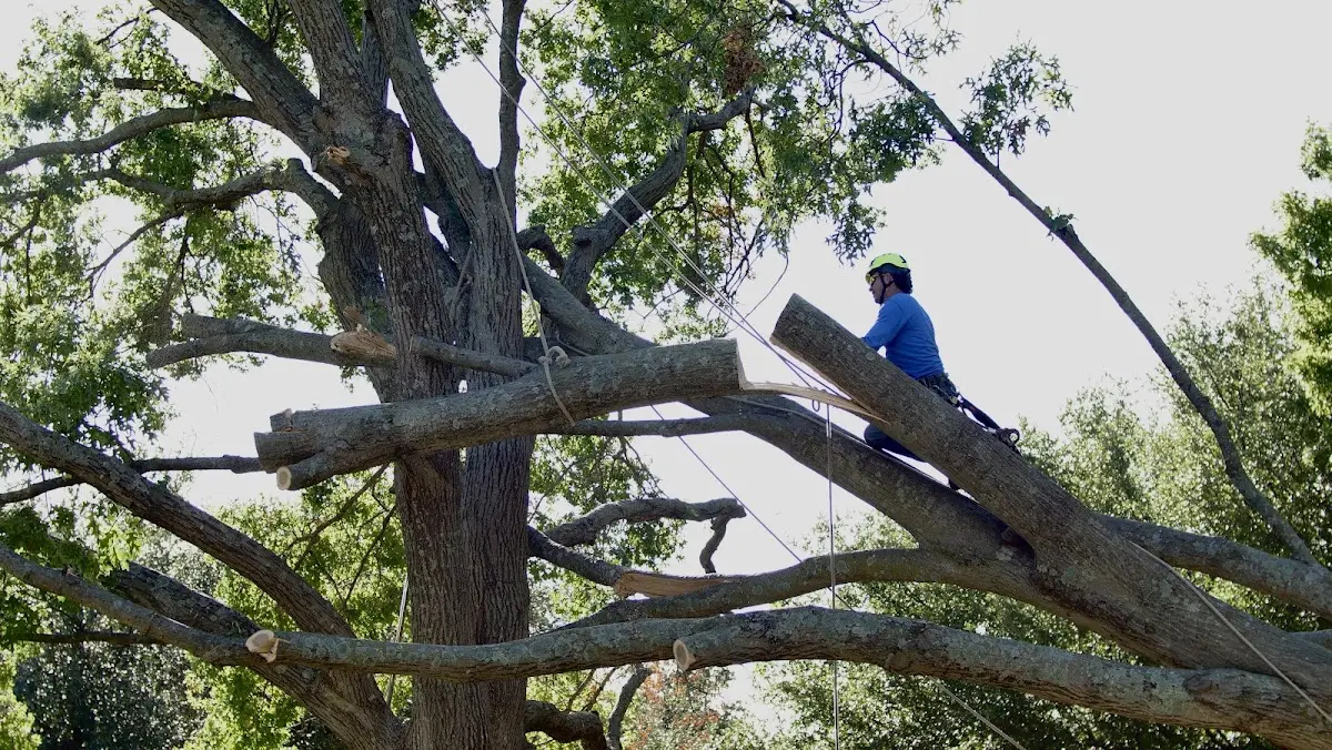 Professional Crown Thinning performed by certified arborists in North Norwich