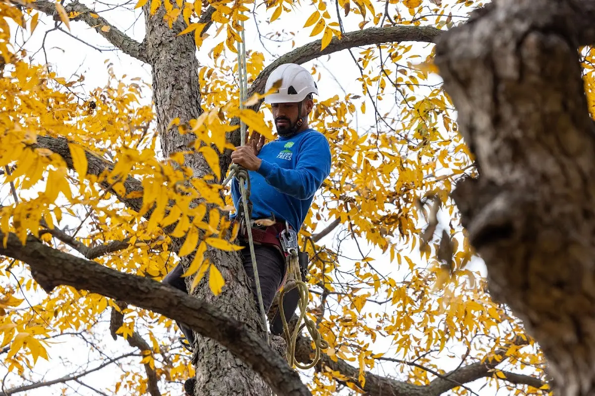 Skilled Tree Planing crew working in North Norwich