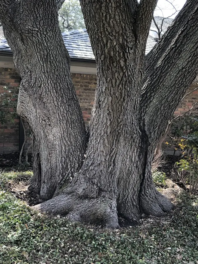 Mature heritage tree close to a North Norwich property cared for by certified arborists